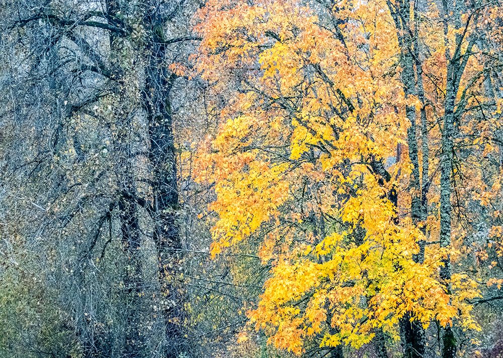 USA-Washington State-Preston-Cottonwoods and Big Leaf Maple trees in fall colors art print by Sylvia Gulin for $57.95 CAD